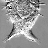 Collection scientifique : Gastrotricha - Macrodasyidae : Turbanellidae