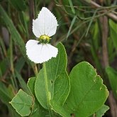 Angiosperms Eudicots  - Malpighiales