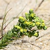 Angiospermes Eudicotyl&#233;dones - Malpighiales