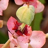 Okrytonasienne dwuliścienne - Malpighiales (malpigiowce)