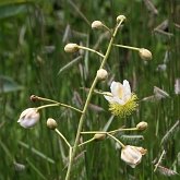 Okrytonasienne dwuliścienne - Malpighiales (malpigiowce)