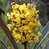 Okrytonasienne dwuliścienne - Malpighiales (malpigiowce)