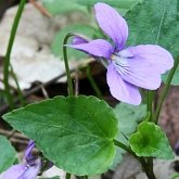 Okrytonasienne dwuliścienne - Malpighiales (malpigiowce)