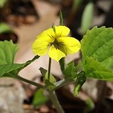 Okrytonasienne dwuliścienne - Malpighiales (malpigiowce)