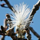 Angiospermas Eudicotiled&#244;neas  - Malvales