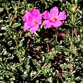 Angiospermes Eudicotylédones - Malvales