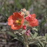 Okrytonasienne dwuliścienne - Malvales (malwowce)