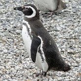 Oiseaux Non Passeriformes - Manchots