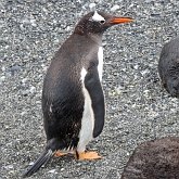 Oiseaux Non Passeriformes - Manchots