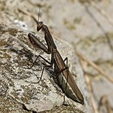 Insects - Mantises (Mantodea)