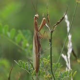 Insects - Mantises (Mantodea)