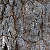 Insects - Mantises (Mantodea)