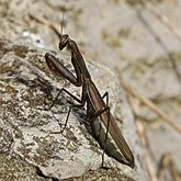 Insectes - Mantopt&#232;res (Mantodea)