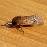 Insetos - Mariposas: Lepidoptera, Noctuoidea