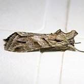 Insetos - Mariposas: Lepidoptera, Noctuoidea