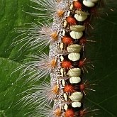 Insetos - Mariposas: Lepidoptera, Noctuoidea