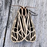 Insetos - Mariposas: Lepidoptera, Noctuoidea