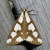 Insetos - Mariposas: Lepidoptera, Noctuoidea