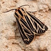 Insetos - Mariposas: Lepidoptera, Noctuoidea