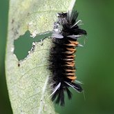Insetos - Mariposas: Lepidoptera, Noctuoidea