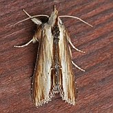 Insetos - Mariposas: Noctuoidea