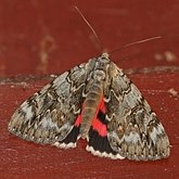 Insetos - Mariposas: Noctuoidea