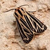 Insetos - Mariposas: Noctuoidea