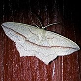 Insetos - Mariposas, outras
