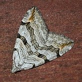 Insetos - Mariposas, outras