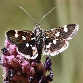 Insetos - Mariposas, outras