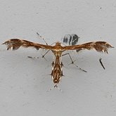 Insetos - Mariposas, outras
