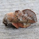 Insetos - Mariposas, outras