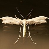 Insetos - Mariposas, outras