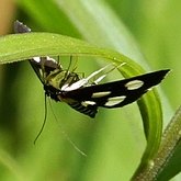 Insetos - Mariposas, outras