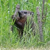 Marmota monax