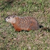 Marmota monax