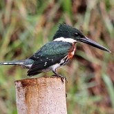 Oiseaux Non Passeriformes - Martins-pêcheurs, rolliers et alliés