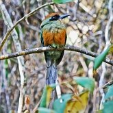 Oiseaux Non Passeriformes - Martins-p&#234;cheurs, rolliers et alli&#233;s