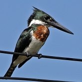 Aves Non Passeriformes - Martins-pescadores, juruvas e afins