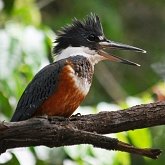 Aves Non Passeriformes - Martins-pescadores, juruvas e afins