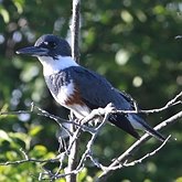 Aves Non Passeriformes - Martins-pescadores, juruvas e afins