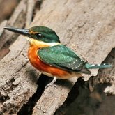 Aves Non Passeriformes - Martins-pescadores, juruvas e afins