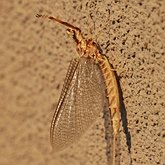 Insects - Mayflies