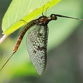 Insects - Mayflies (Ephemeroptera)