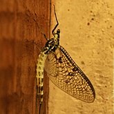 Insects - Mayflies (Ephemeroptera)