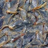 Insects - Mayflies (Ephemeroptera)