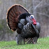 Meleagris gallopavo