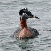 Aves Non Passeriformes - Mergulhões, Flamingos 