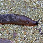 Bezkręgowce, pozostałe - Mięczaki