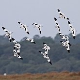 Mieszkańcy estuariów atlantyckich